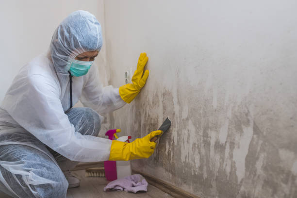 Best Commercial Mold Removal  in Hampton, SC