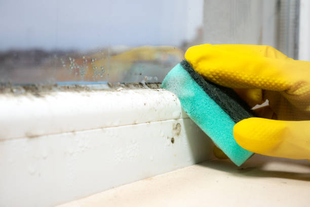 Best Mold Removal Company Near Me  in Hampton, SC