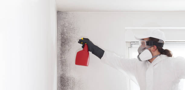Best Residential Mold Removal  in Hampton, SC