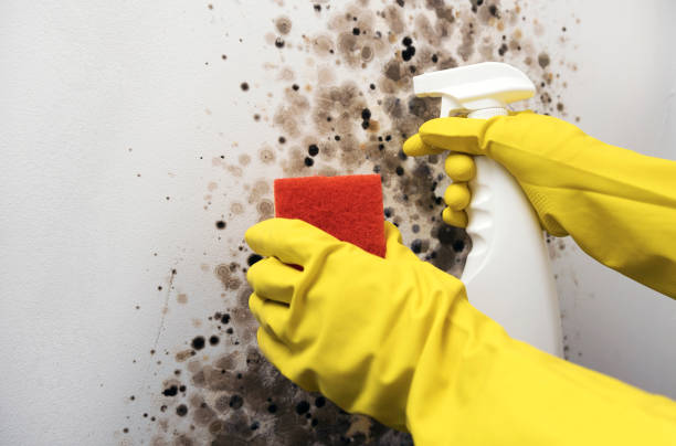 Best Crawl Space Mold Removal  in Hampton, SC