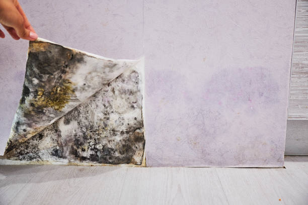 Best Mold Damage Repair  in Hampton, SC